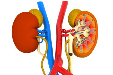 Beyaz arka planda insan böbreğinin anatomisi. 