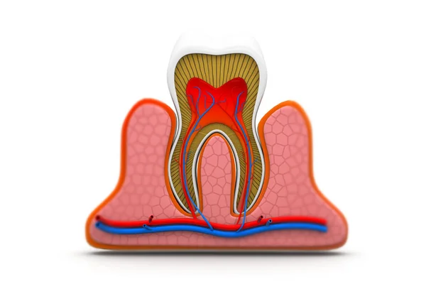 Anatomia Dente Humano Sobre Fundo Branco Ilustração — Fotografia de Stock