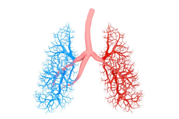 Menselijke Longen Anatomie Witte Achtergrond Illustratie — Stockfoto