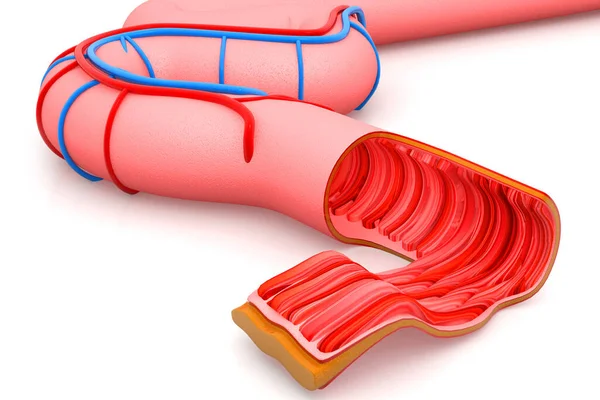 Beyaz Arka Planda Kalın Bağırsak Anatomisi Illüstrasyon — Stok fotoğraf