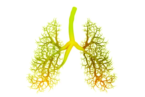 白色背景下的人体肺解剖学 — 图库照片