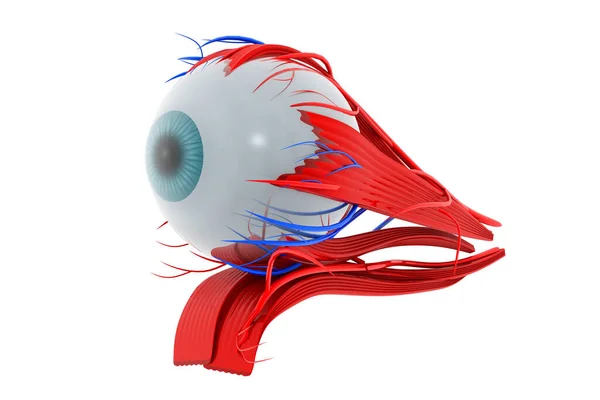 Anatomy Eye — Stock Photo, Image