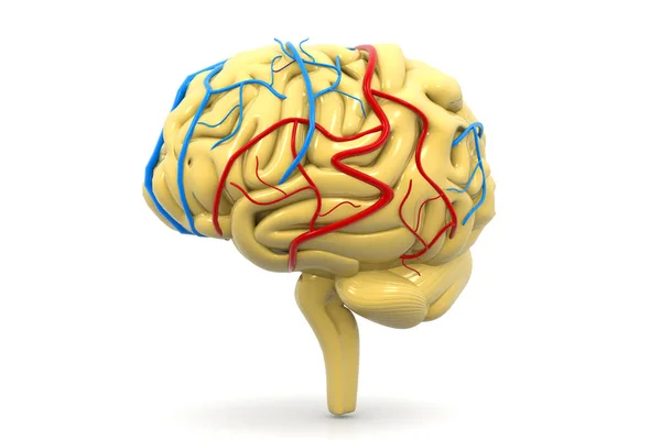 Мозг Человека Белом Фоне — стоковое фото
