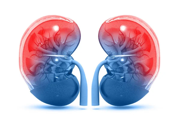 Human Kidney Cross Section — Stock Photo, Image