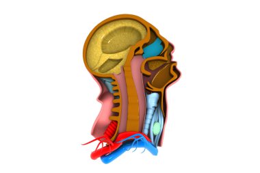 İnsan spine.3d oluşturucu