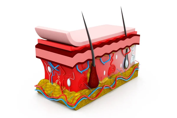 Mänsklig Hud Anatomi Vit Bakgrund Illustration — Stockfoto