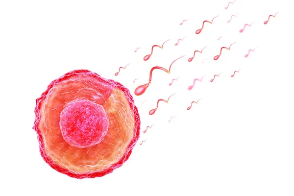Sperm Egg Cell — Stock Photo, Image