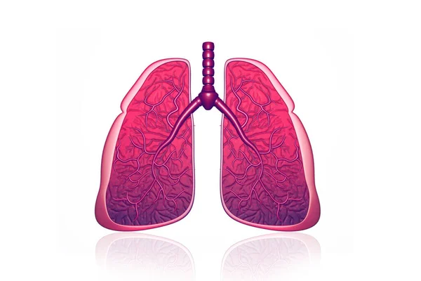 Human Lungs Cross Section Render — Stock Photo, Image