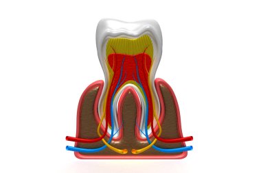 İnsan dişi kesiti 3D oluşturucu