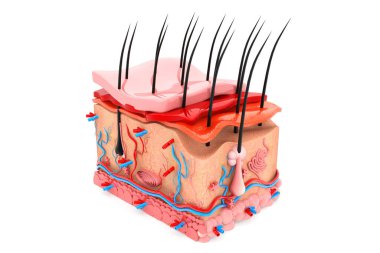 İnsan derisi anatomi 3D oluşturucu