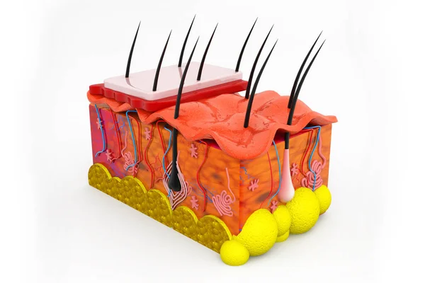 Anatomía Piel Humana — Foto de Stock