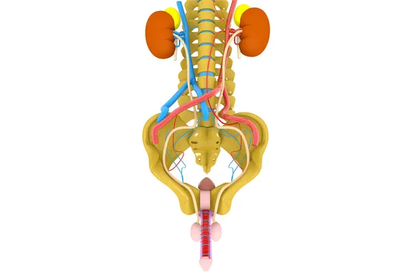 Sistema Urinario Humano Render —  Fotos de Stock