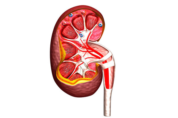 Поперечное сечение почек человека.