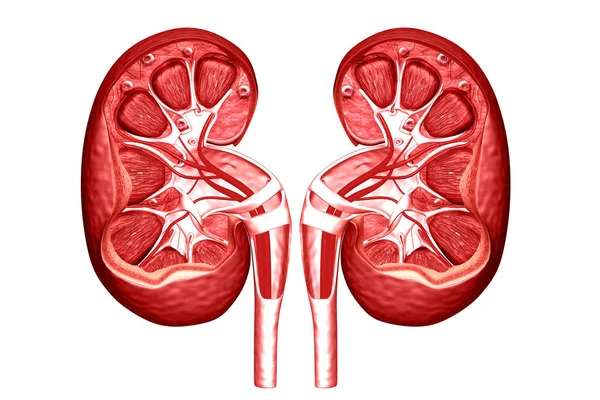 Human Kidney Cross Section Render — Stock Photo, Image