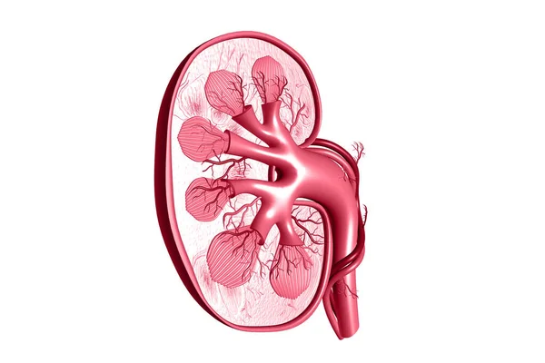 Human Kidney Cross Section Render — Stock Photo, Image