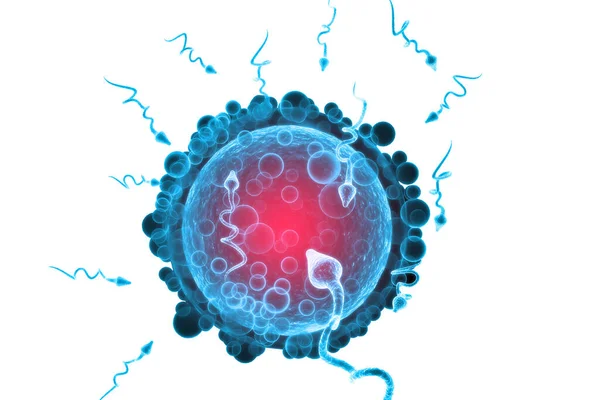 Sperm Egg Cell Render — Stock Photo, Image