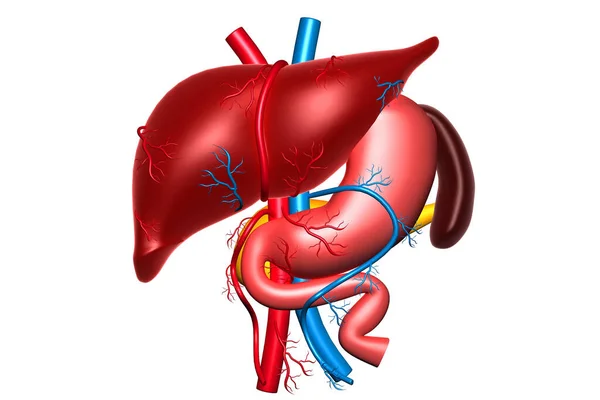 Sistema Digestivo Humano Render — Foto de Stock