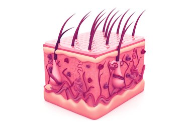 İnsan derisi anatomi 3D oluşturucu