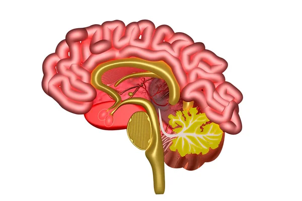 Sección Transversal Del Cerebro Humano Render — Foto de Stock