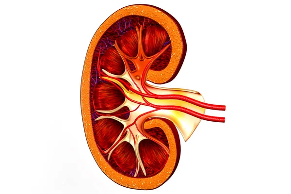 Der Querschnitt Der Menschlichen Niere — Stockfoto