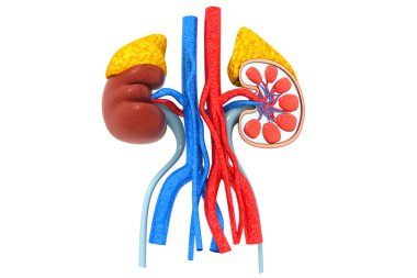 İnsan böbreği kesiti 3D oluşturucu