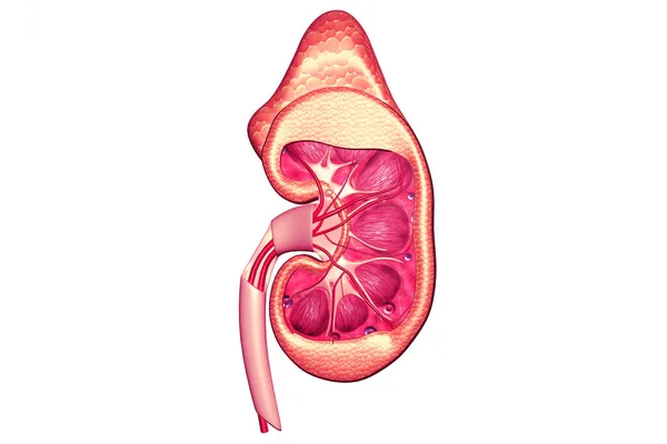 ヒト腎臓断面図3Dレンダリング — ストック写真