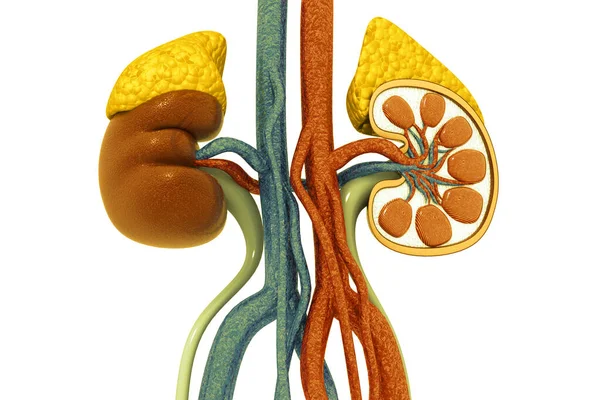 Human Kidney Cross Section Render — Stock Photo, Image