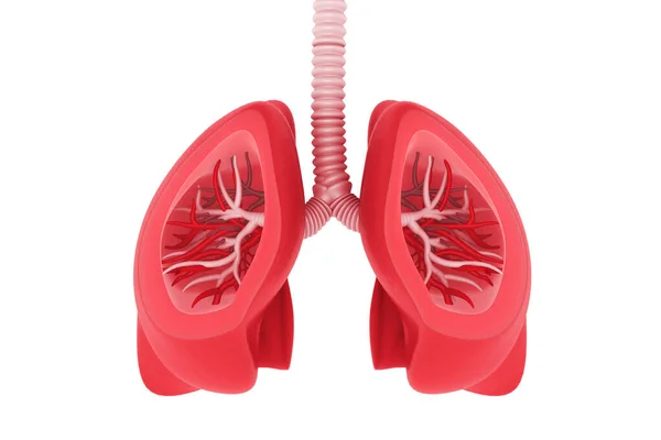 人間の肺の解剖学 3Dレンダリング — ストック写真