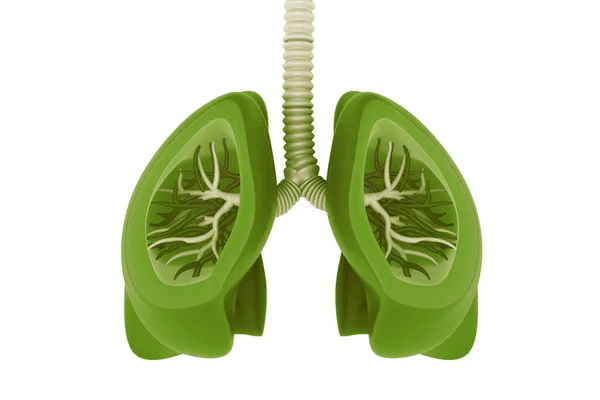 Ludzka Anatomia Płuc Renderowanie — Zdjęcie stockowe