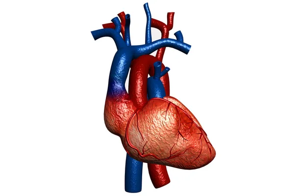 Cuore Umano Rendering — Foto Stock