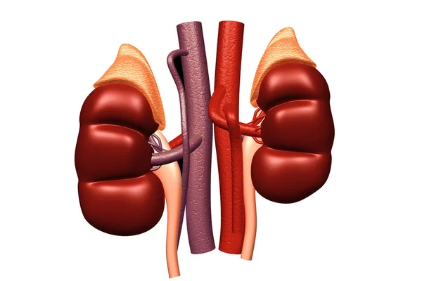 Renderização Humana Kidney — Fotografia de Stock