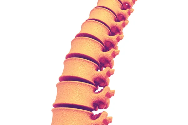 Espina Humana Rendir — Foto de Stock
