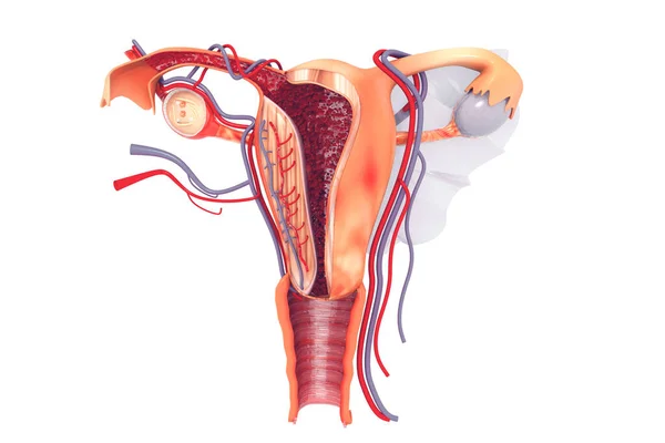 Женская Репродуктивная Система Рендеринг — стоковое фото