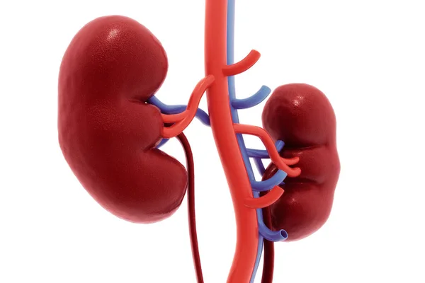 Human Kidney Render — Stock Photo, Image