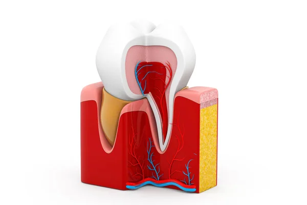 Human Tooth Cross Section Render — Stock Photo, Image