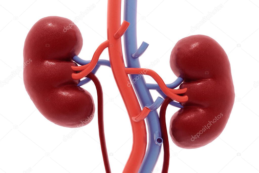 Human kidney. 3d render