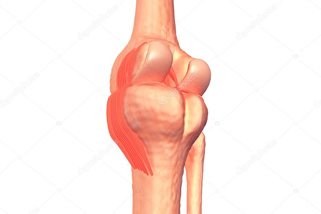 Human knee joints.3d render