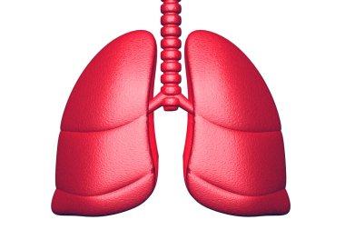 İnsan akciğerleri anatomisi. 3d hazırlayıcı