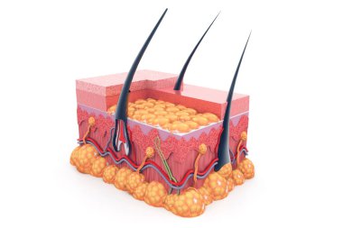 İnsan derisi anatomisi. 3d hazırlayıcı