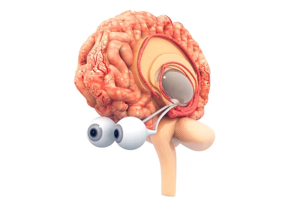 Anatomie Van Menselijke Hersen Renderen — Stockfoto