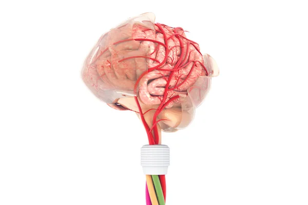 Человеческий Мозг Рендер — стоковое фото