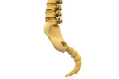İnsan spine.3d illüstrasyonu