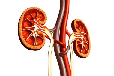 İnsan böbreği kesiti 3D oluşturucu