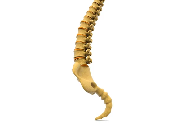 Human Spine Illustration — Stock Photo, Image