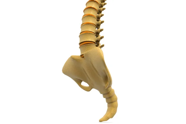 Human Spine Illustration — Stock Photo, Image