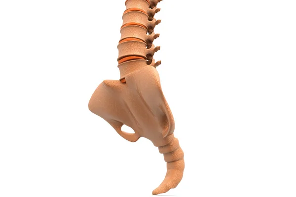 Human Spine Illustration — Stock Photo, Image