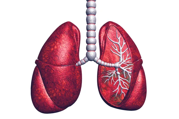 Disease Pulmão Renderizar — Fotografia de Stock