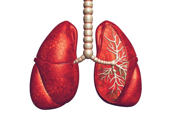 Rendering Della Malattia Polmonare — Foto Stock