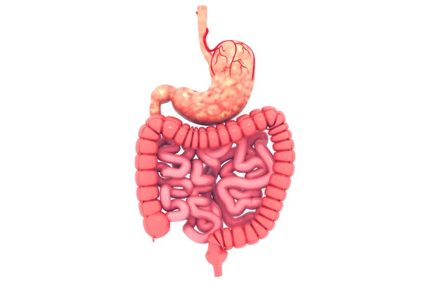 Sistema Digestivo Humano Render —  Fotos de Stock
