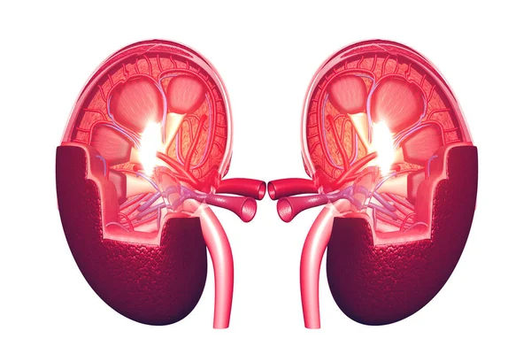 Human Kidney Cross Section Render — Stock Photo, Image